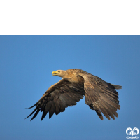 گونه عقاب دریایی دم سفید White tailed Eagle